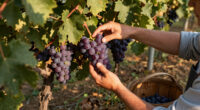 San Miniato: A Cosmos Of Grape Growing